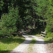 strada forestale per malga del pece vermiglio