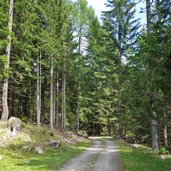 strada forestale per malga del pece vermiglio