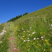 trodo dei fiori sui prati di pare delle bene