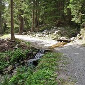 vermiglio strada forestale da malga pece a passo del tonale