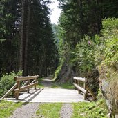 vermiglio strada forestale da malga pece a passo del tonale