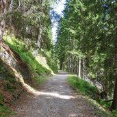 vermiglio strada forestale da malga pece a passo del tonale