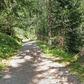 vermiglio strada forestale da malga pece a passo del tonale