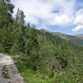 vermiglio strada forestale da malga pece a passo del tonale