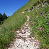 trodo dei fiori