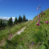 trodo dei fiori