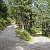 vermiglio strada forestale da malga pece a passo del tonale