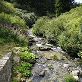 vermiglio strada forestale da malga pece a passo del tonale