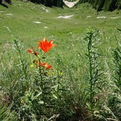 trodo dei fiori flora e paesaggio