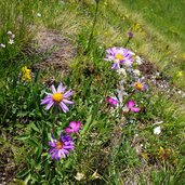 trodo dei fiori flora e paesaggio