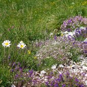 trodo dei fiori flora e paesaggio