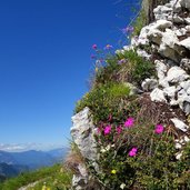 trodo dei fiori