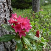 rosa alpina