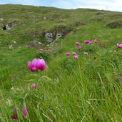 peonie sul monte biaena