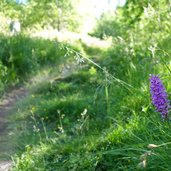 sentiero per cima pontara e orchidea