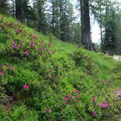 sentiero verso malga bocche rododendri