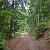 strada forestale da masi di grumes per potzmauer