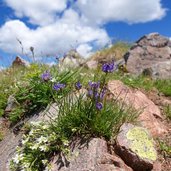 fiori sul monte schvorzlommer