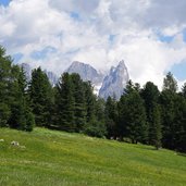 prati presso morea alpe lusia vista su cimon della pala