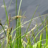 libellula