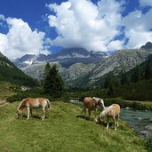 chiese in val di fumo e cavalli avelignesi