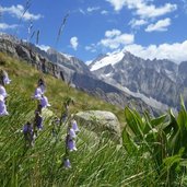 campanule e vista verso ghiacciaio presanella