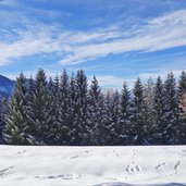 orme di lepre sulla neve