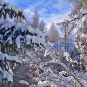 neve sugli alberi