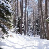 sentiero predaia inverno