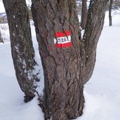 sentiero presso malga rodeza inverno