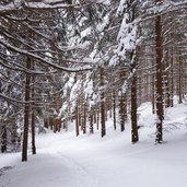 sentiero o presso costa larga mendola inverno