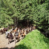 capre sul sentiero per rifugio sasso piatto