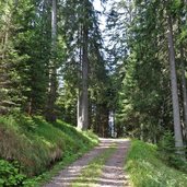 strada forestale per baita bambesta