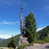 albero monumentale l eterno