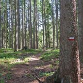 sentiero nel bosco di bambesta