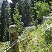 sentiero nel bosco da bambesta verso sadole