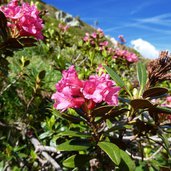 rododendri sotto il montalon