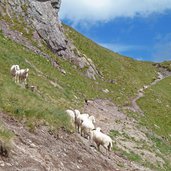 pecore sul montalon
