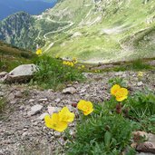 papavero delle alpi papavero retico