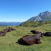 mucche di razza rendena