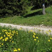 sentiero per malga di smarano e di sfruz