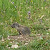 marmotte murmeltiere