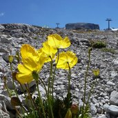 papavero delle alpi a passo groste