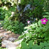 sentiero delle cascate val genova