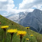 fiori e marmolada