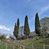 rovereto strada degli artiglieri cipressi