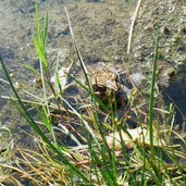 rana nel lago dei caprioli