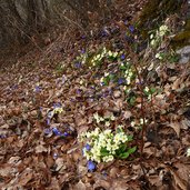 rovereto strada degli artiglieri fiori primaverili primule