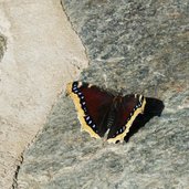 farfalla vanessa antiopa