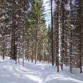 bosco presso forcella calaita inverno